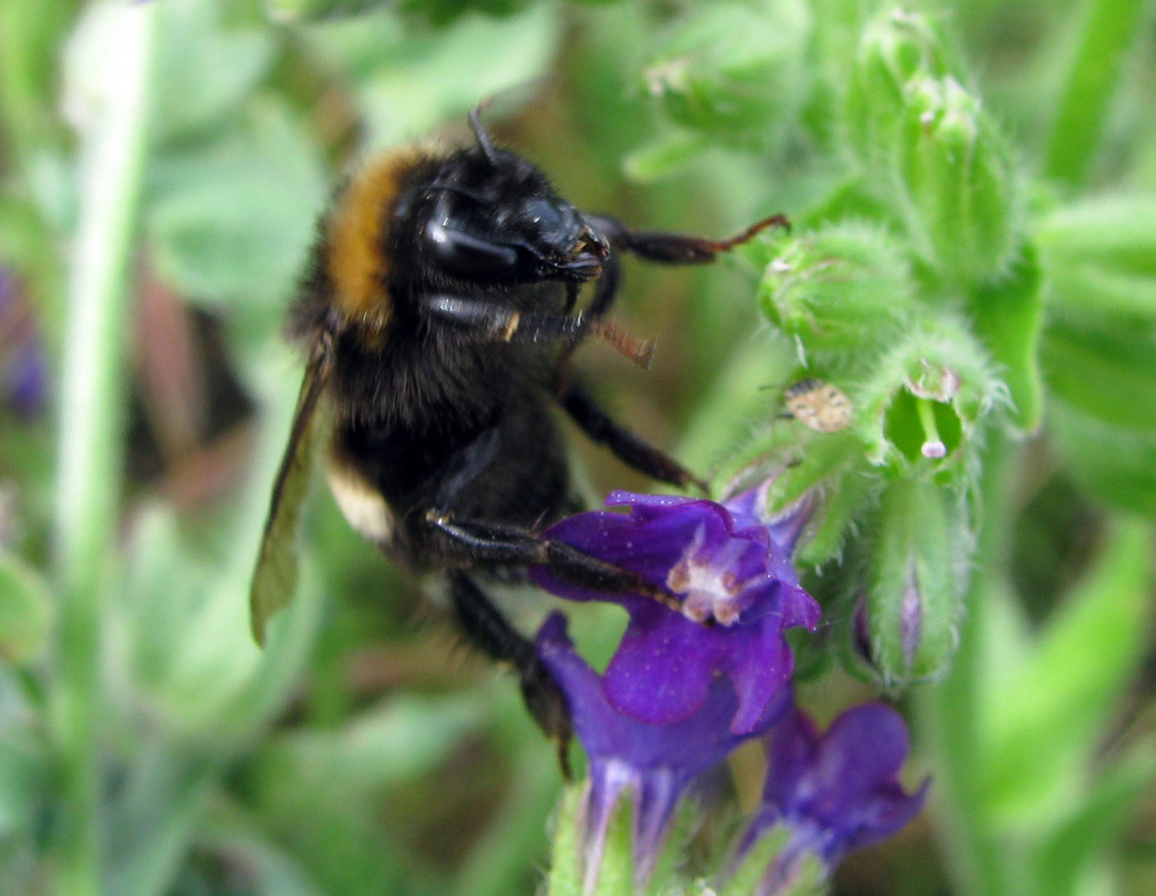 Bombus del gruppo terrestris.